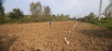 رقابت ارقام کلزا برای فتح مزارع شمال