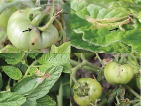 شیوع آفت مینوز برگ گوجه‌فرنگی و راه‌های مقابله با آن