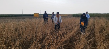 ثبت ارقام هسته‌ای سویا برای کاهش وابستگی به واردات