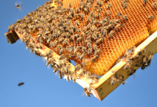 دوره مهارتی پرورش زنبورعسل برای زندانیان گرمسار