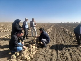 برداشت و کیل‌گیری مزرعه برگزیده چغندرقند در میاندوآب