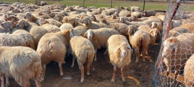 بهینه‌سازی عملکرد اقتصادی گوسفند مغانی در سامانه عشایری