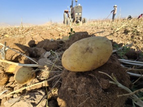 نقش‌آفرینی مرکز تحقیقات اصفهان در تولید بذور سالم و عاری از ویروس