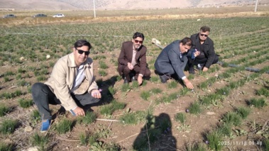 برداشت «طلای سرخ» از مزارع تحقیقاتی چرداول ایلام