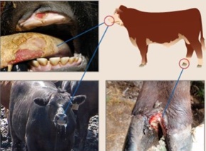 برگزاری کارگاه آموزشی – ترویجی مقابله با بیماری تب برفکی سویه جدید در دشتستان