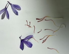 طلای سرخ در گلدان‌های هنرستان