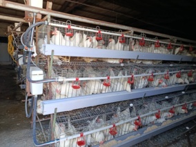 مدیریت علمی، کلید کاهش ضایعات در مرغداری‌ها