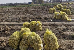 ضرورت مدیریت ویژه در مزارع تولید بذر سیب زمینی؛ بذر سالم؛ تولید پایدار