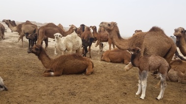 رونمایی از اپلیکیشن «ساربانیار» برای مدیریت هوشمند پرورش شتر در بوشهر