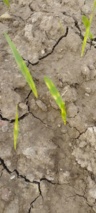 ظهور عارضه فیزیولوژیک نواربندی رنگی گندم (Wheat Color Banding)