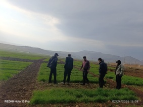 بازدید مسئولان مؤسسه تحقیقات ثبت و گواهی بذر  و نهال کشور از طرح ها و واحدهای تحقیقاتی واحد ثبت و گواهی بذر و نهال استان ایلام