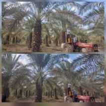 اجرای سال دوم پروژه بررسی محلول پاشی با تنظیم کننده های رشد بر بهبود میوه نشینی و عملکرد خرمای کشت بافتی رقم برحی