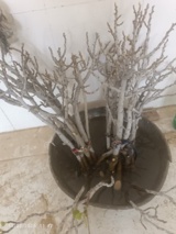 آغاز طرح ملی حفظ و احیاء انجیر صخره‌ای (کره) در ایلام؛ گامی نو در حفاظت از ذخایر ژنتیکیFicus carica L. subsp. rupestris (Hausskn. ex Boiss.) Browincz