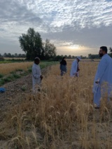 انتخاب توده های دو نسل (F2 و F4) گندم در ایستگاه تحقیقات کشاورزی بمپور