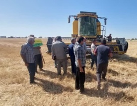 سوزاندن بقایای مزارع، تهدیدی برای خاک و بهره‌وری گندم