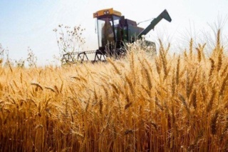 لزوم پایش مزارع گندم برای بیماری زنگ زرد غلات