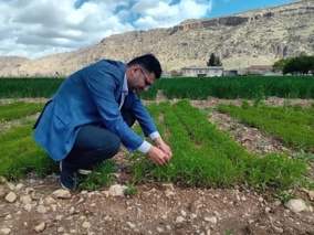 امید به کاهش واردات روغن خوراکی با توسعه کشت «بالنگوی شهری» در مناطق دیم ایران ‌