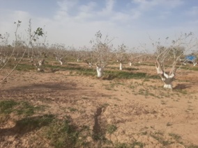 کاربردی‌ترین راهکارهای کاهش خسارت آفتاب‌سوختگی در درختان پسته