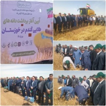 آغاز برداشت دانه‌های طلایی گندم در خوزستان