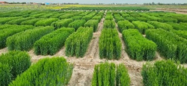 اجرای آزمایشات غلات در آذربایجان شرقی با جدیت دنبال می‌شود