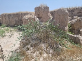 بررسی تغییرات پوشش گیاهی در پی نزولات آسمانی