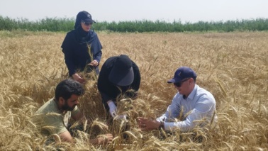 برداشت موفق گندم از مزارع پروژه بین‌المللی «پزشک خاک» در رامشیر