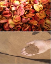 پسماندهای کشاورزی؛ از کنجاله زیتون تا تفاله پرتقال، جایگزینی راهبردی برای نهاده‌های وارداتی