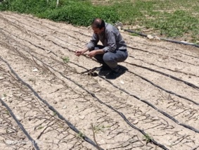 بازدید اعضای کمیته فنی نهال استان از نهالستان تولید نهال بخش زرنه ی ایوان