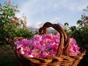 بیش از ۷۰ درصد گل ‌محمدی جهان در ایران تولید می‌شود/گل محمدی؛ گونه‌ای راهبردی برای ایرانِ کم‌آب