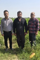 پایش نیترات و عناصر سنگین در مزارع پیاز و سیب‌زمینی شهرستان اندیمشک