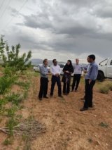 بازدید رئیس مؤسسه تحقیقات علوم باغبانی از باغ ۸۰ هکتاری بادام دیم در روستای فرج‌آباد شهرستان خمین