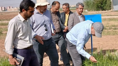 بازدید رئیس موسسه تحقیقات ثبت و گواهی بذر و نهال از مزارع تولید بذر ایستگاه تحقیقات کشاورزی اراک