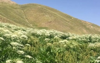 هشدار درباره کاهش ظرفیت چرای مراتع سهند تا سال ۱۴۳۰