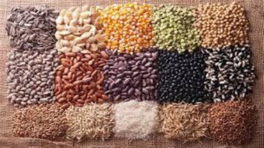 تدوین برنامه ملی برای کاهش وابستگی به واردات بذر تا سال ۱۴۰۸