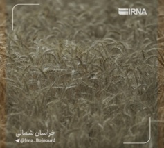 ثبت ۳۰۰ پژوهش در بزرگ‌ترین مرکز تحقیقات کشاورزی دیم شمال شرق کشور
