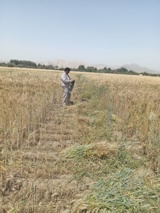 ارزیابی سازگاری ارقام مختلف تریتیکاله در راستای تأمین امنیت علوفه‌ای کشور