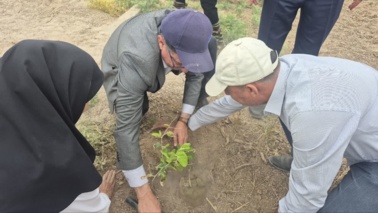 کشت 50 اصله کنار پیوندی در ستاد پژوهشکده خرما و میوه‌های گرمسیری با مشارکت مدیریت باغبانی سازمان جهادکشاورزی