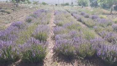 ایجاد کلکسیون گیاهان دارویی در راستای اصلاح الگوی کشت در شرکت کشت و صنعت شهمیرزاد توسط مرکز