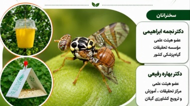 ترویج راهکارهای کنترل مگس میوه