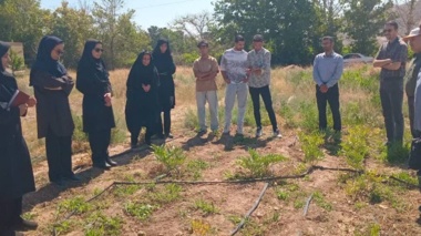 روز مزرعه گیاه دارویی وشق در مرکز تحقیقات و آموزش کشاورزی استان سمنان (شاهرود) برگزار شد