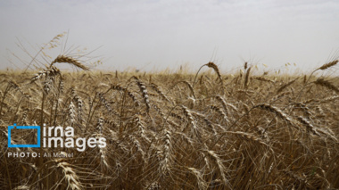 تناوب زراعی، راهبرد کلیدی برای پایداری تولید گندم در خوزستان