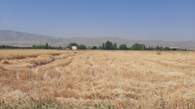 آغاز برداشت گندم از مزارع ایستگاه تحقیقات چندمنظوره سراب چنگایی خرم‌آباد