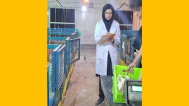 جایگزین‌های بومی کنجاله سویا گامی در مسیر کاهش وابستگی و پایداری صنعت طیور