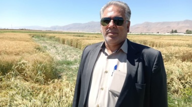 پیوندِ پژوهش و تولید در بروجرد؛ مزارع الگویی، بسترِ ترویجِ تناوب زراعی و اصلاح الگوی کشت