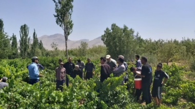 برگزاری روز انتقال یافته‌های مبارزه با آفات و تغذیه باغات انگور در بخش زالیان شازند
