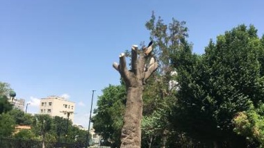 شناسایی «گنجینه‌های زنده» باغ گلستان؛ گامی نوین در توسعه فضای سبز سازگار با اقلیم تبریز