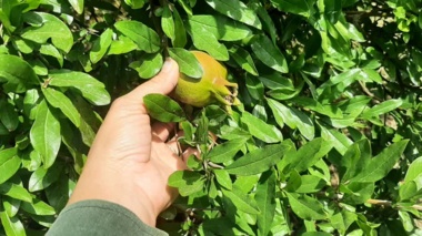 استان کرمان- شهرستان ارزوئیه- هم‌افزایی کارشناسان و باغداران برای حفاظت از محصول استراتژیک انار