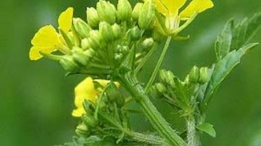 برگزاری دوره آموزشی «کاشت، داشت و برداشت گیاهان دارویی بذری» با محوریت خردل