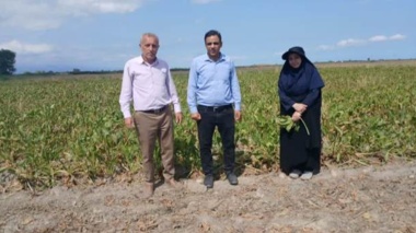 پایش بیماری‌های پس از برداشت چغندرقند توسط محققان مرکز تحقیقات و آموزش کشاورزی گلستان