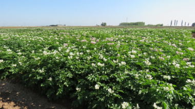 پیوند دانش و مزرعه؛ رویکرد مسئله‌محور برای ارتقای بهره‌وری